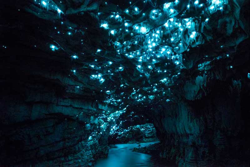 Glow worm cave