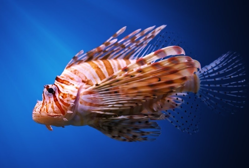 lionfish genes 1