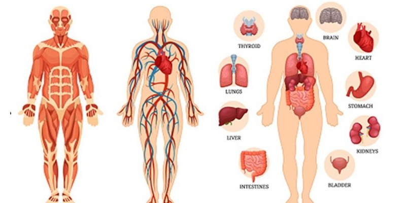 cindiafotohuman body 759x400