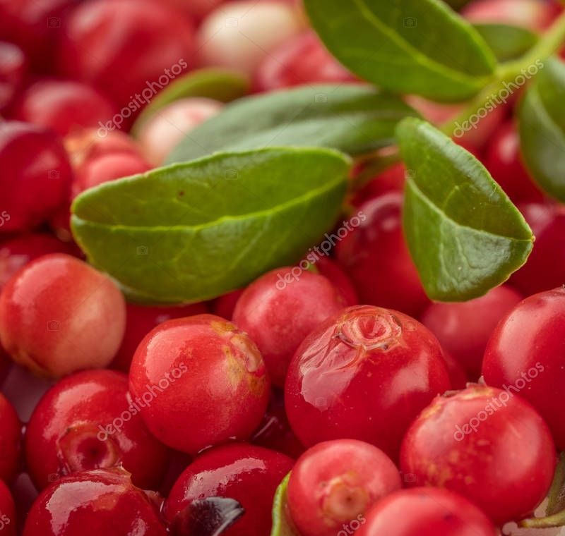 depositphotos 236149614 stock photo wild red lingonberry cowberry eurasian