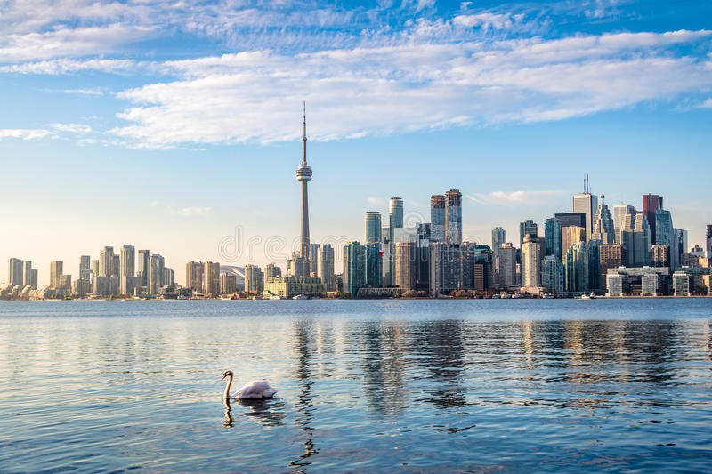 toronto skyline swan swimming ontario lake toronto ontario canada 89549122